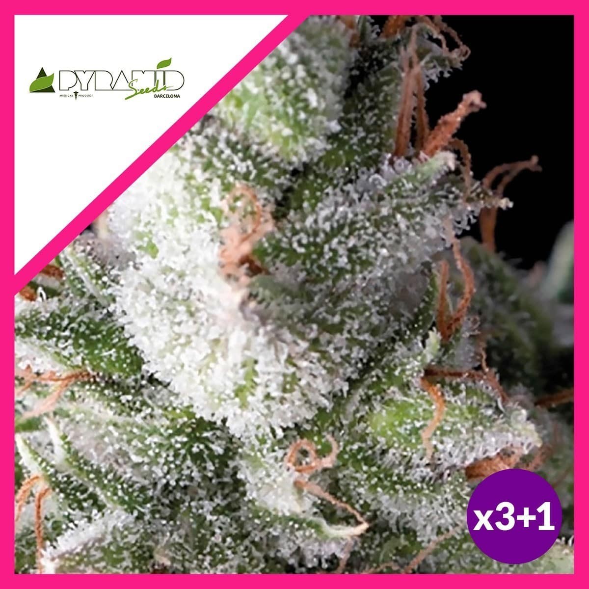Ramses Fem X3+1 - Pyramid Seeds