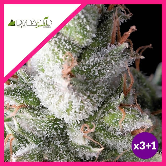 Ramses Fem X3+1 - Pyramid Seeds