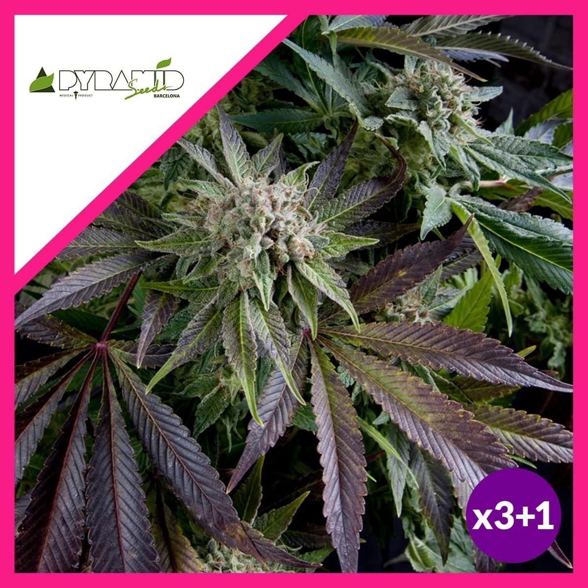 Blue Pyramid Fem X3+1 - Pyramid Seeds