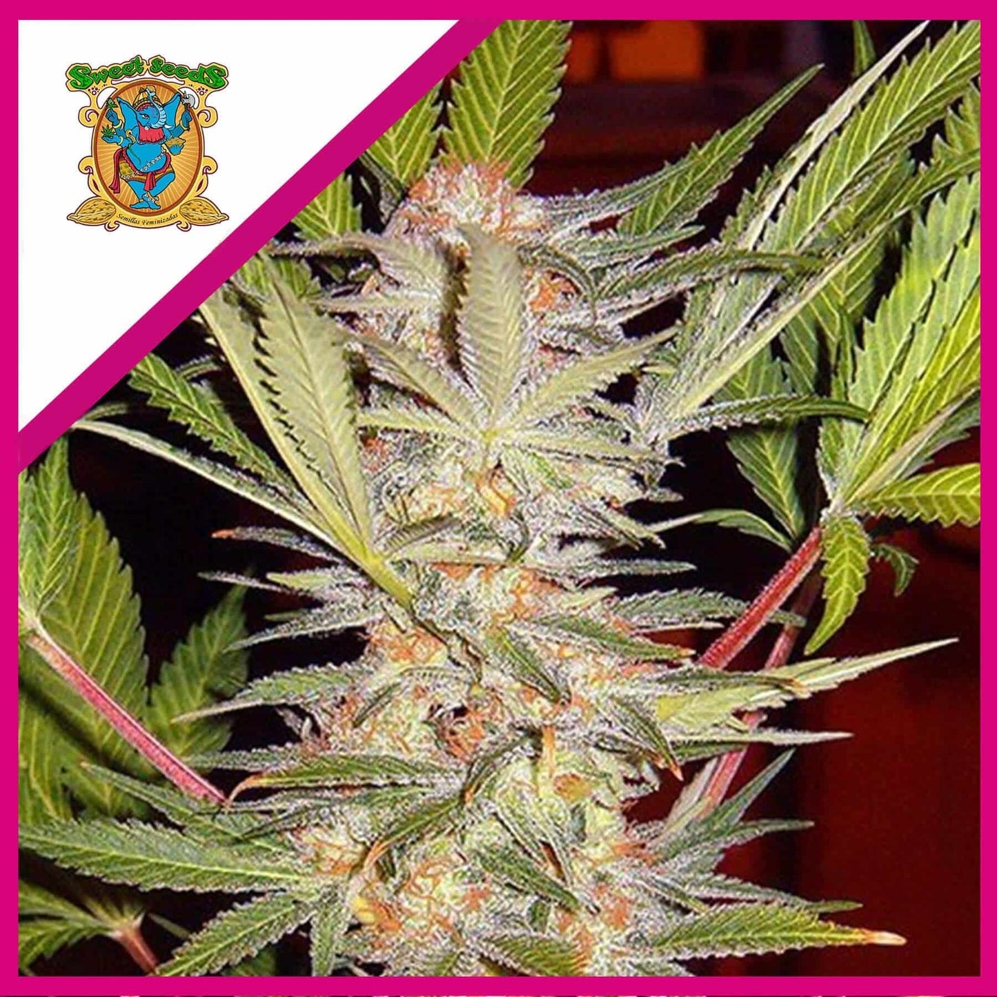 Sad F1 Fem X3+1 - Sweet Seeds