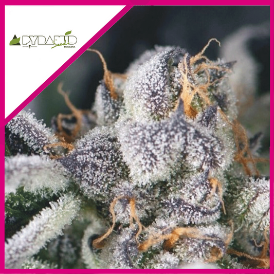 Cookies Usa Fem X3+1 - Pyramid Seeds
