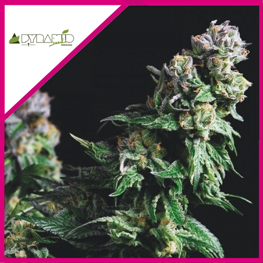 Purple Urkle Fem X3+1 - Pyramid Seeds