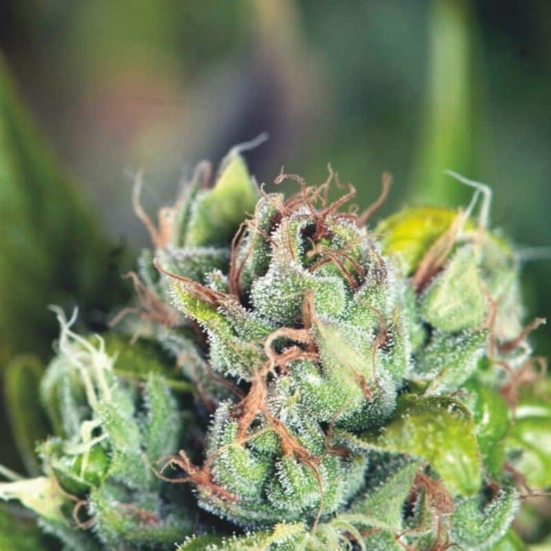 Tahoe Cure Fem X3+1 - Pyramid Seeds