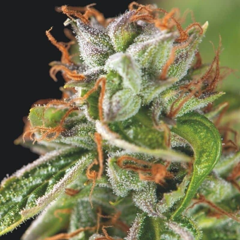 Double OG Haze Fem X3+1 - Pyramid Seeds