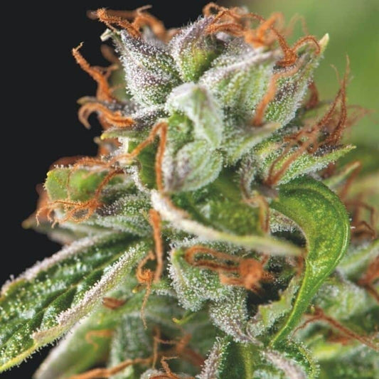 Double OG Haze Fem X3+1 - Pyramid Seeds
