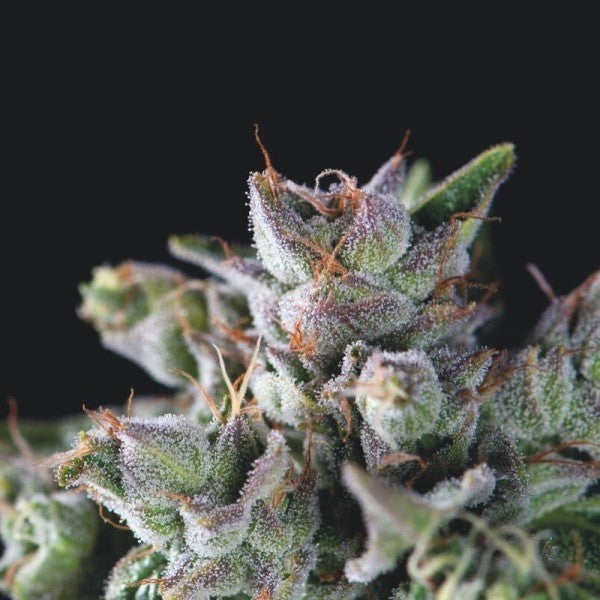 Gorila Fem X3+1 - Pyramid Seeds