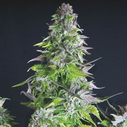 Romulan Fem X3+1 - Pyramid Seeds