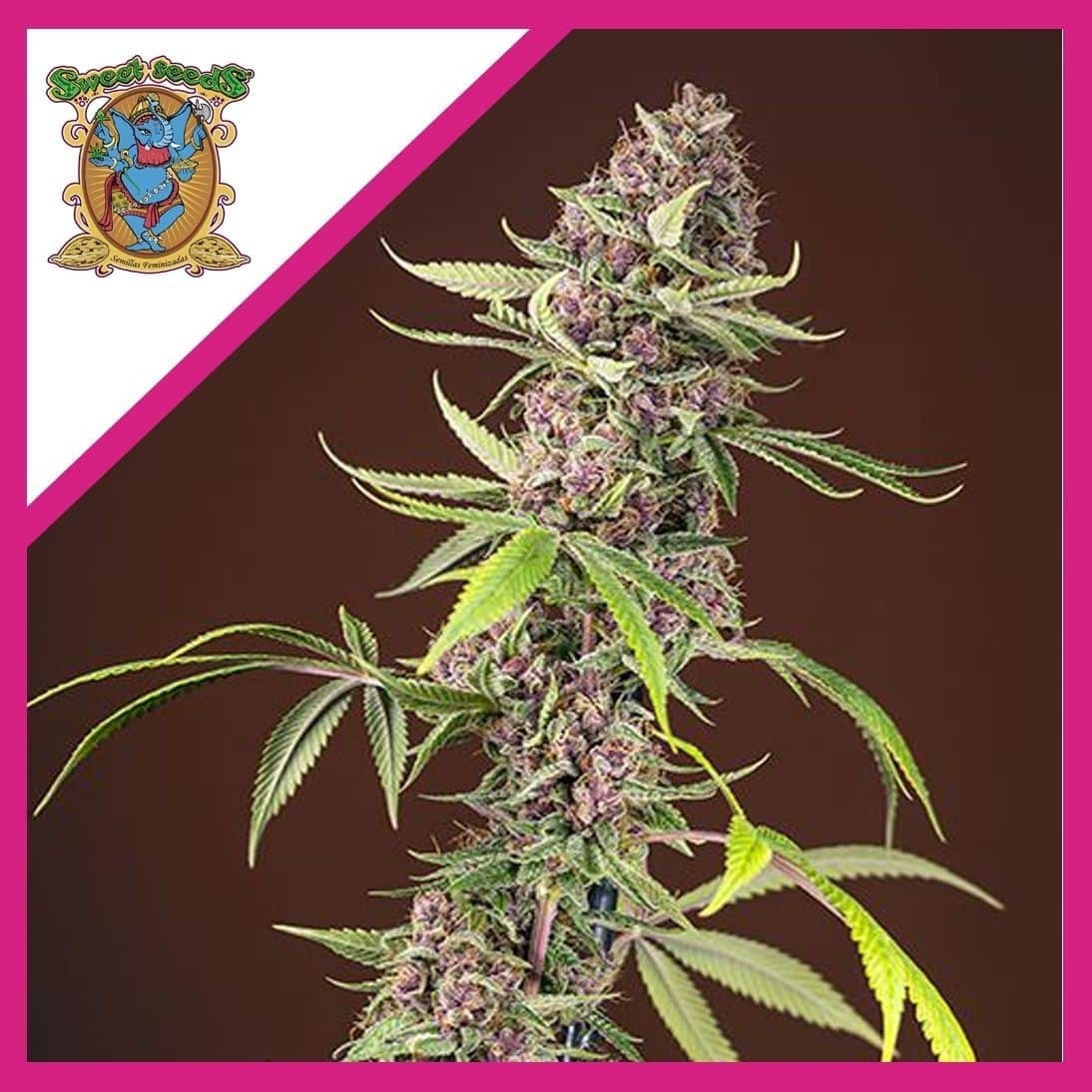 Red Mandarine F1 Fem X3+1 - Sweet Seeds