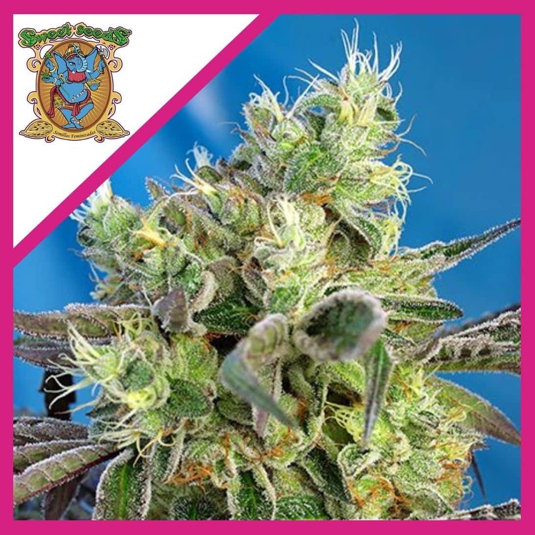 Do-Sweet-Dos Fem X3+1 - Sweet Seeds