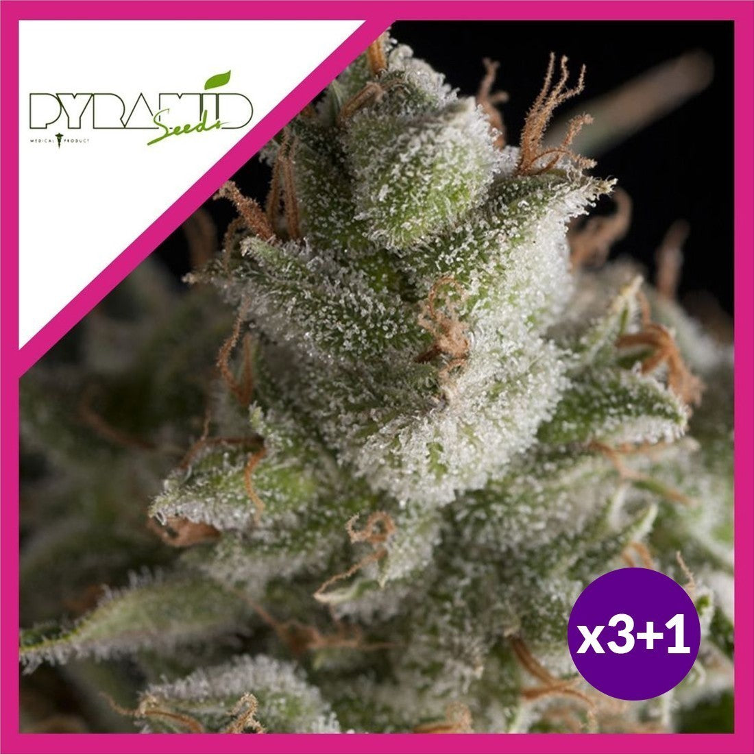 Fresh Candy Fem X3+1 - Pyramid Seeds