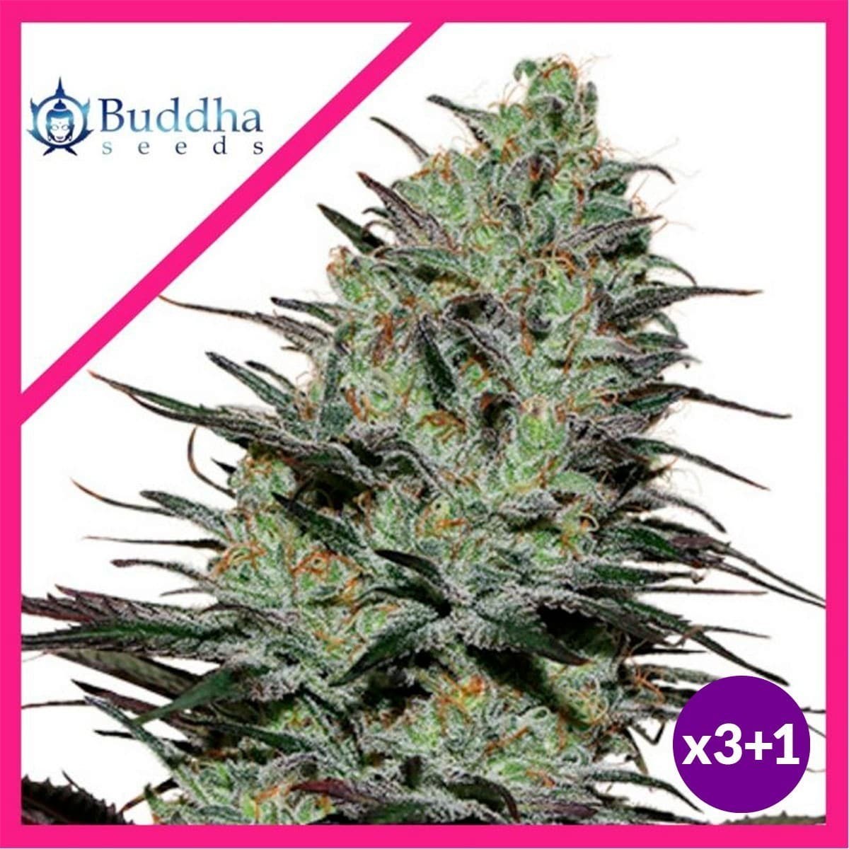Morpheus Fem X3+1 - Buddha Seeds