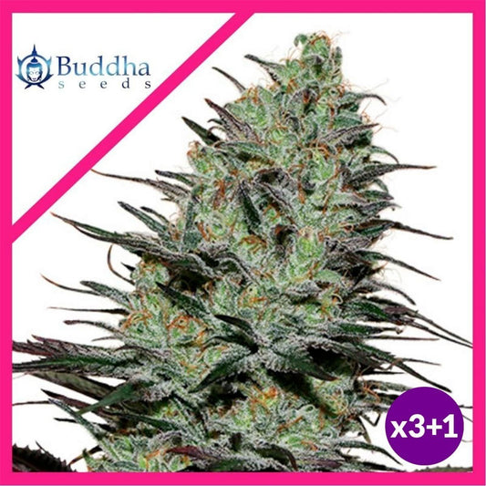Morpheus Fem X3+1 - Buddha Seeds