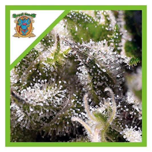 Cream Caramel Auto X5+2 - Sweet Seeds
