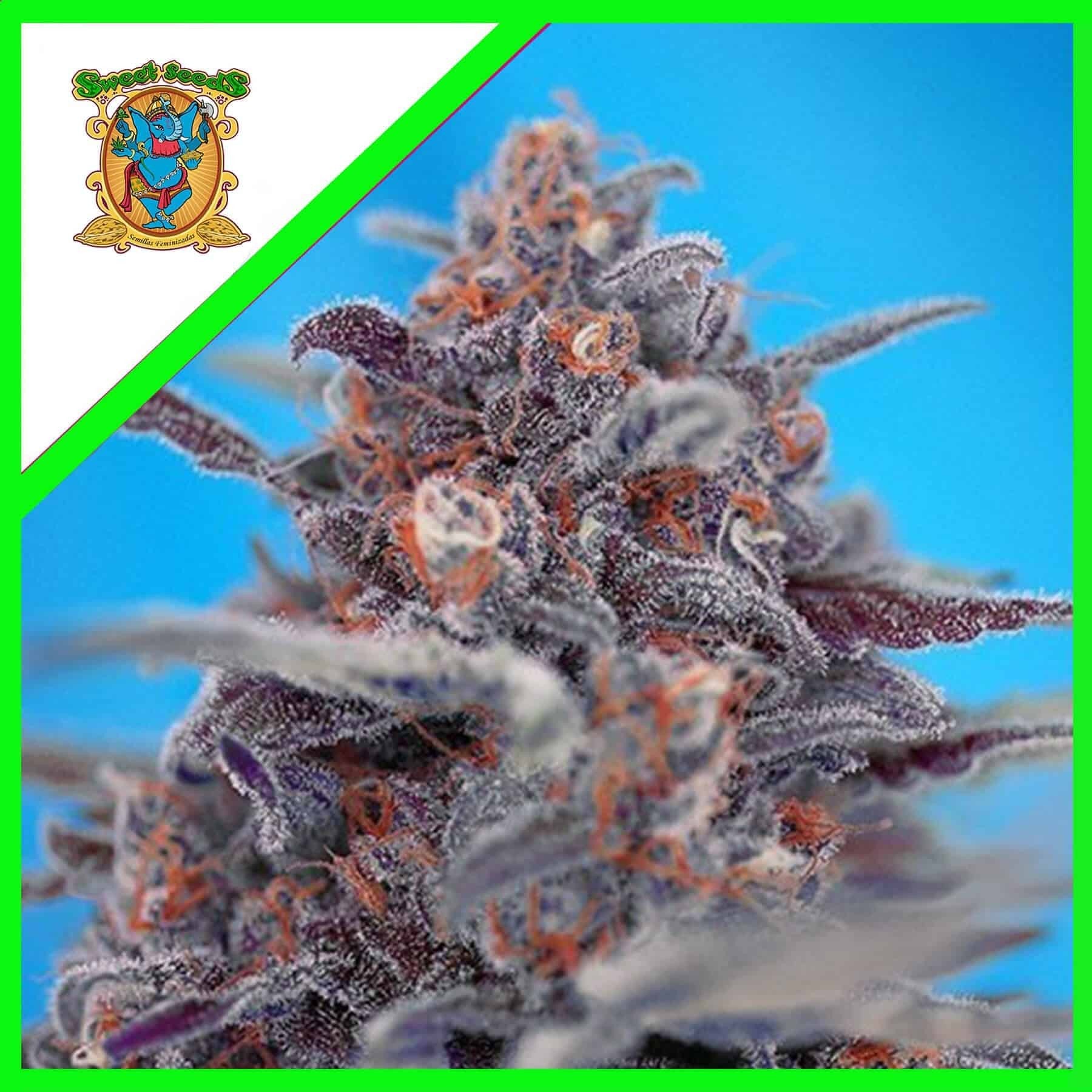 Devil Cream Auto X5+2 - Sweet Seeds