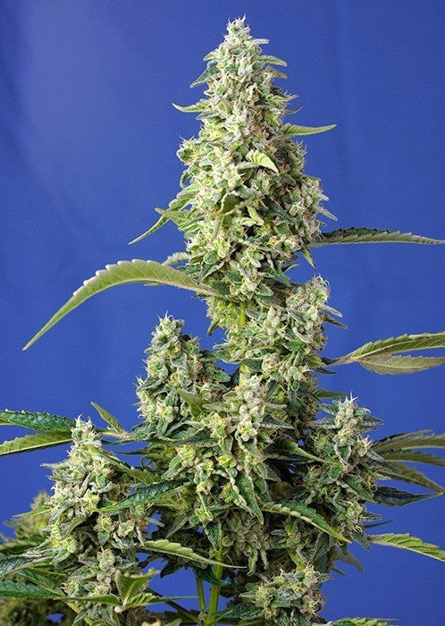 Gorilla Girl Xl Auto X3+1 - Sweet Seeds