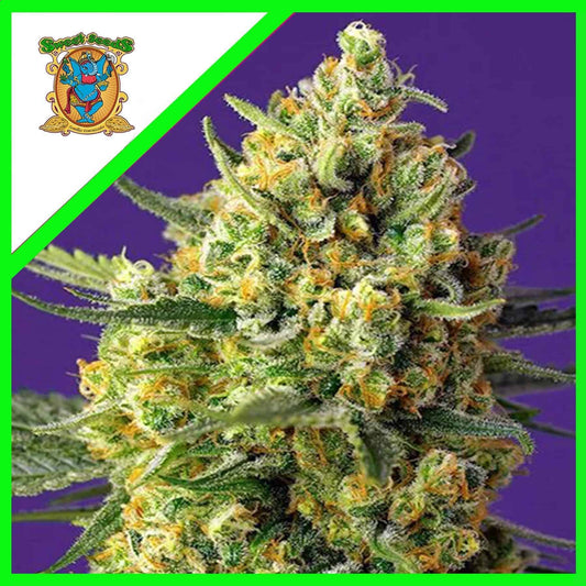 Crystal Candy Xl Auto X3+1 - Sweet Seeds