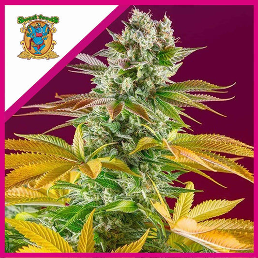 Gorilla Girl F1 Fem X3+1 - Sweet Seeds