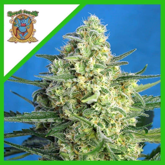 Jack 47 Xl Auto X3+1 - Sweet Seeds