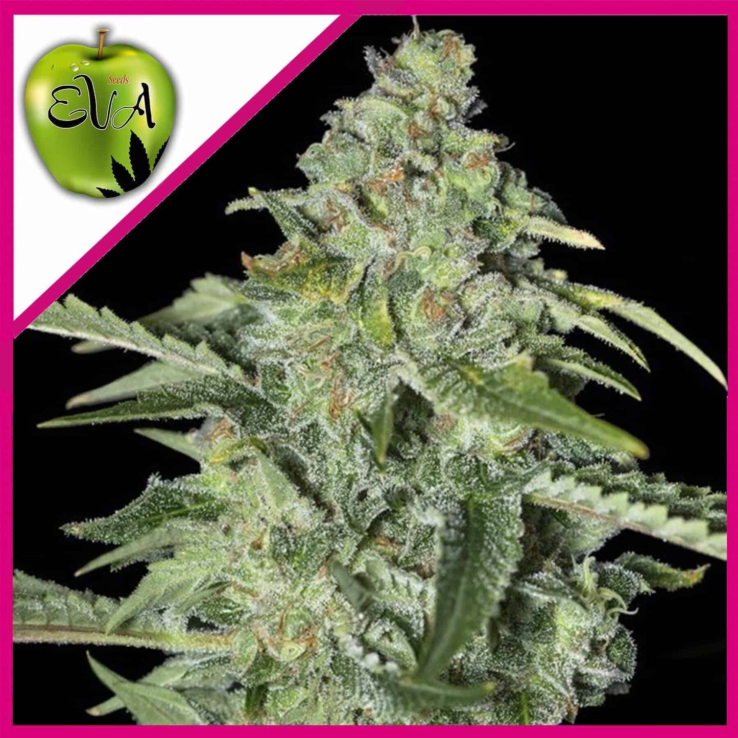 Tnt Kush CBD Fem X3+1 - Eva Seeds
