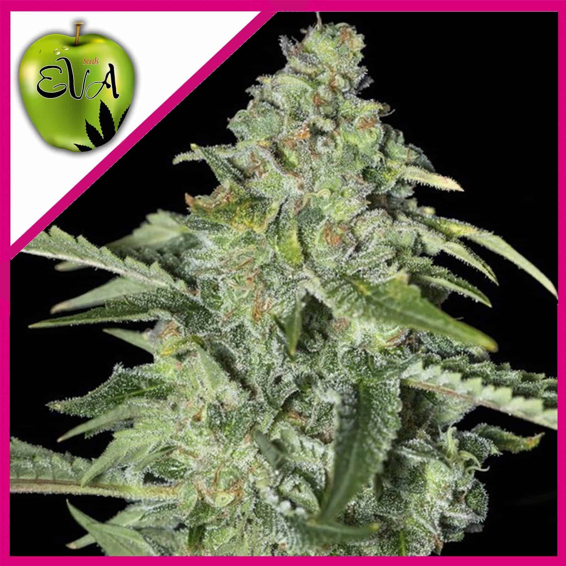 Tnt Kush CBD Fem X3+1 - Eva Seeds