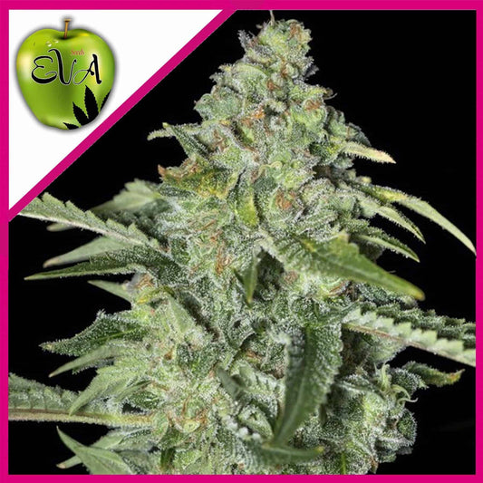 Tnt Kush CBD Fem X3+1 - Eva Seeds