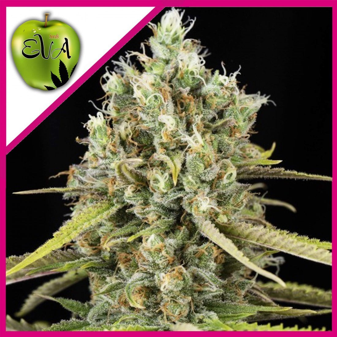 Lemon King Fem X3+1 - Eva Seeds
