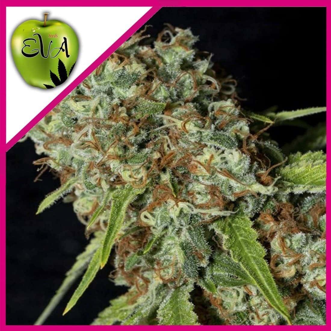 Jamaican Dream CBD Fem X3+1 - Eva Seeds