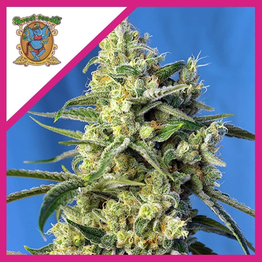 Sweet Amnesia Haze Fem X3+1 - Sweet Seeds