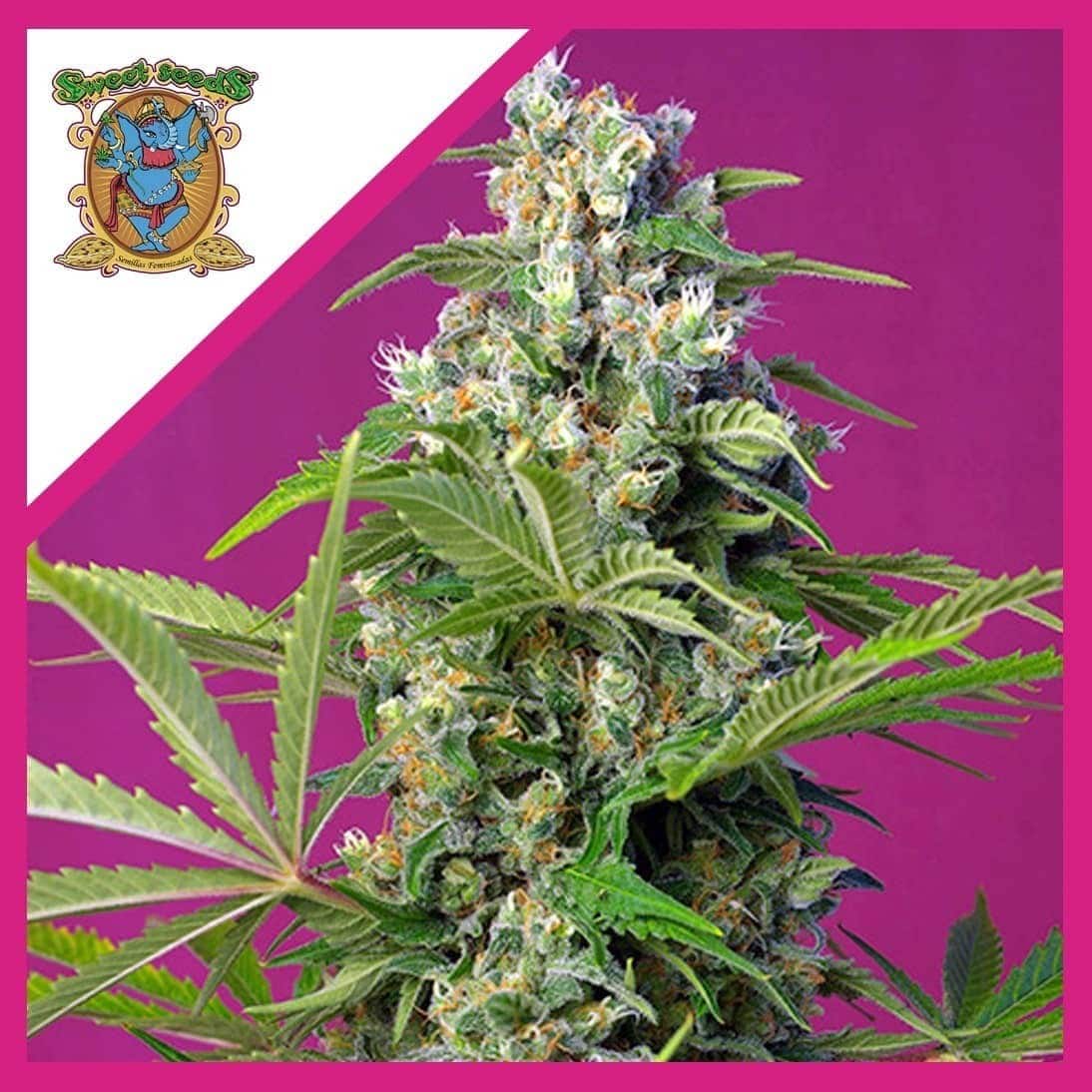 Gorilla Girl Fem X3+1 - Sweet Seeds