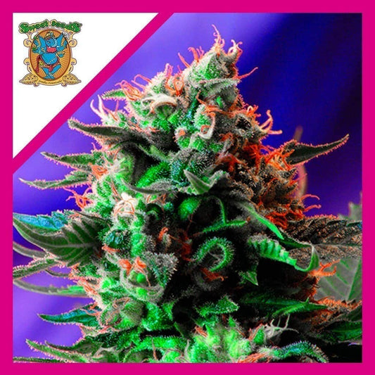Jack 47 F1 Fem X3+1 - Sweet Seeds