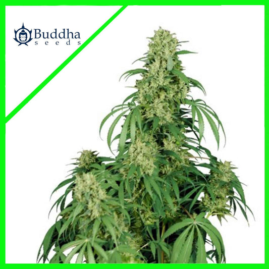 Calamity Jane Auto X3+1 - Buddha Seeds
