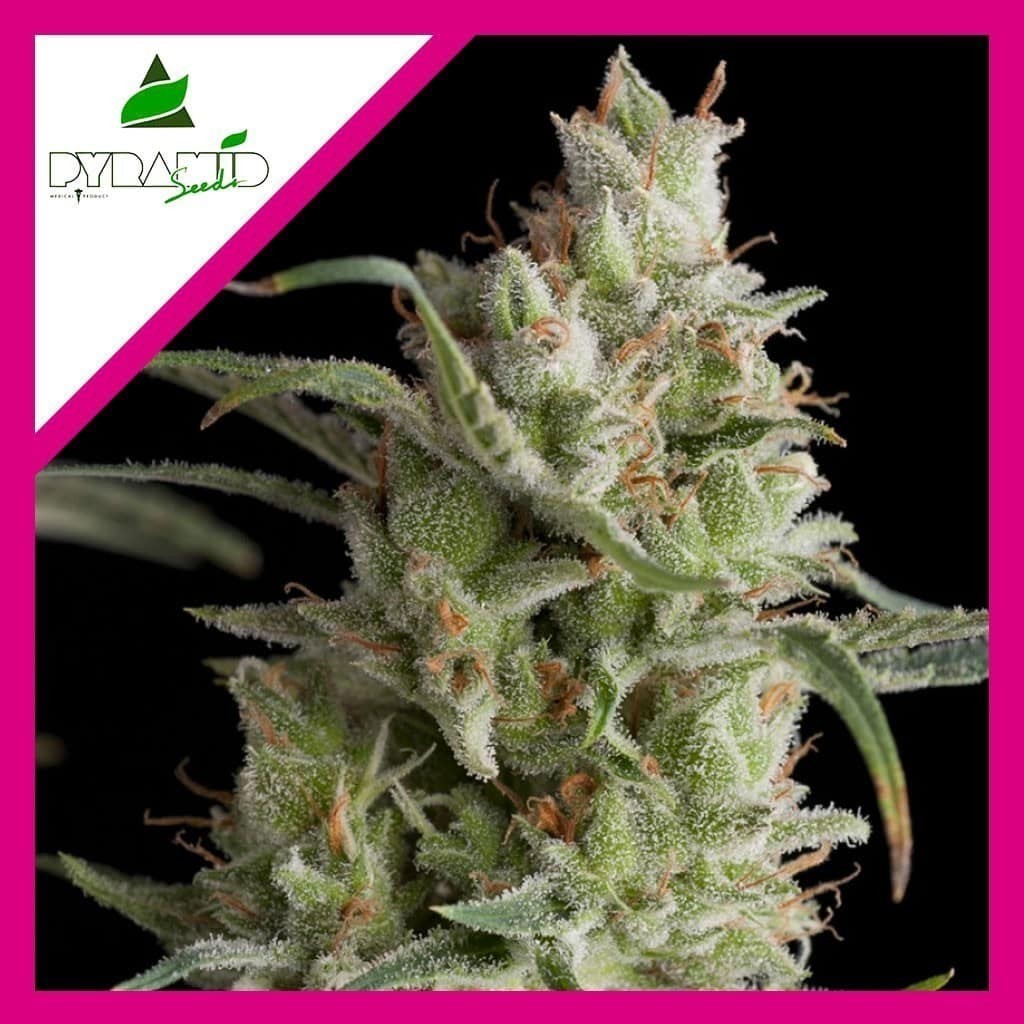 Super OG Kush Fem X3+1 - Pyramid Seeds