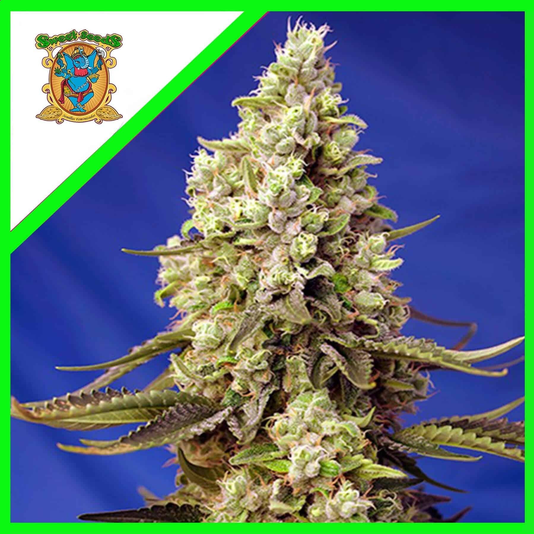 Runtz Xl Auto X3+1 - Sweet Seeds