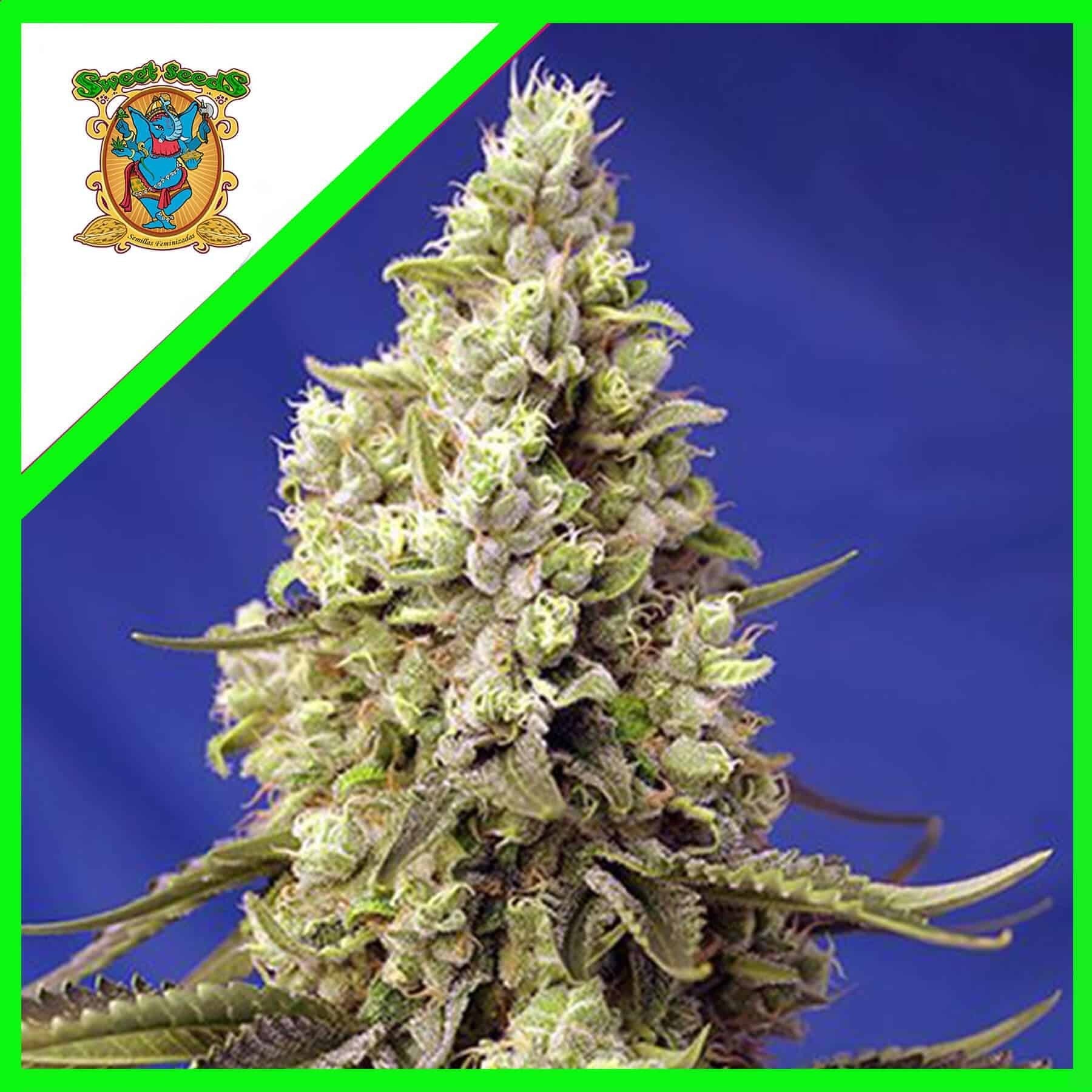 Runtz Xl Auto X5+2 - Sweet Seeds