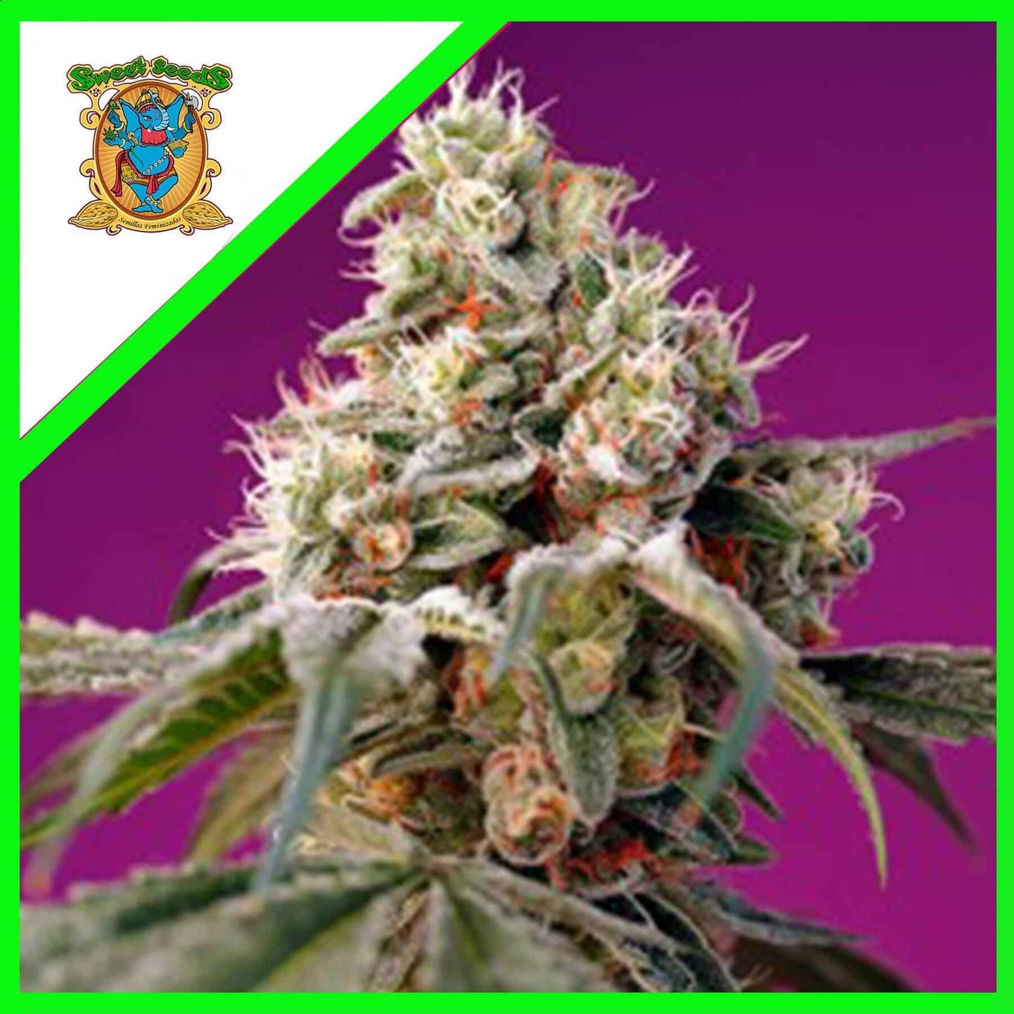 Bruce Banner Auto X3+1 - Sweet Seeds