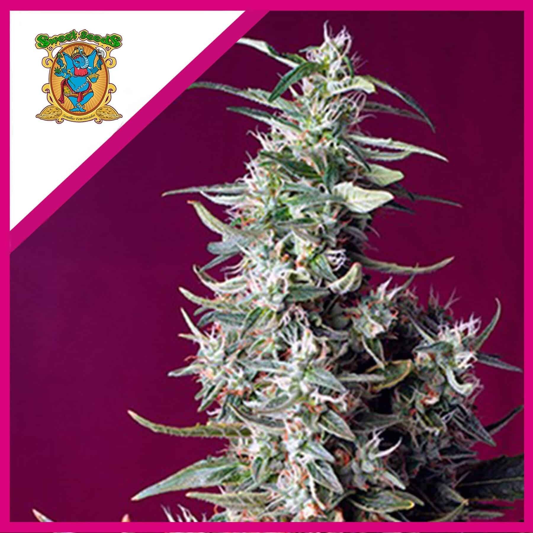 Sweet Cherry Pie Fem X3+1 - Sweet Seeds