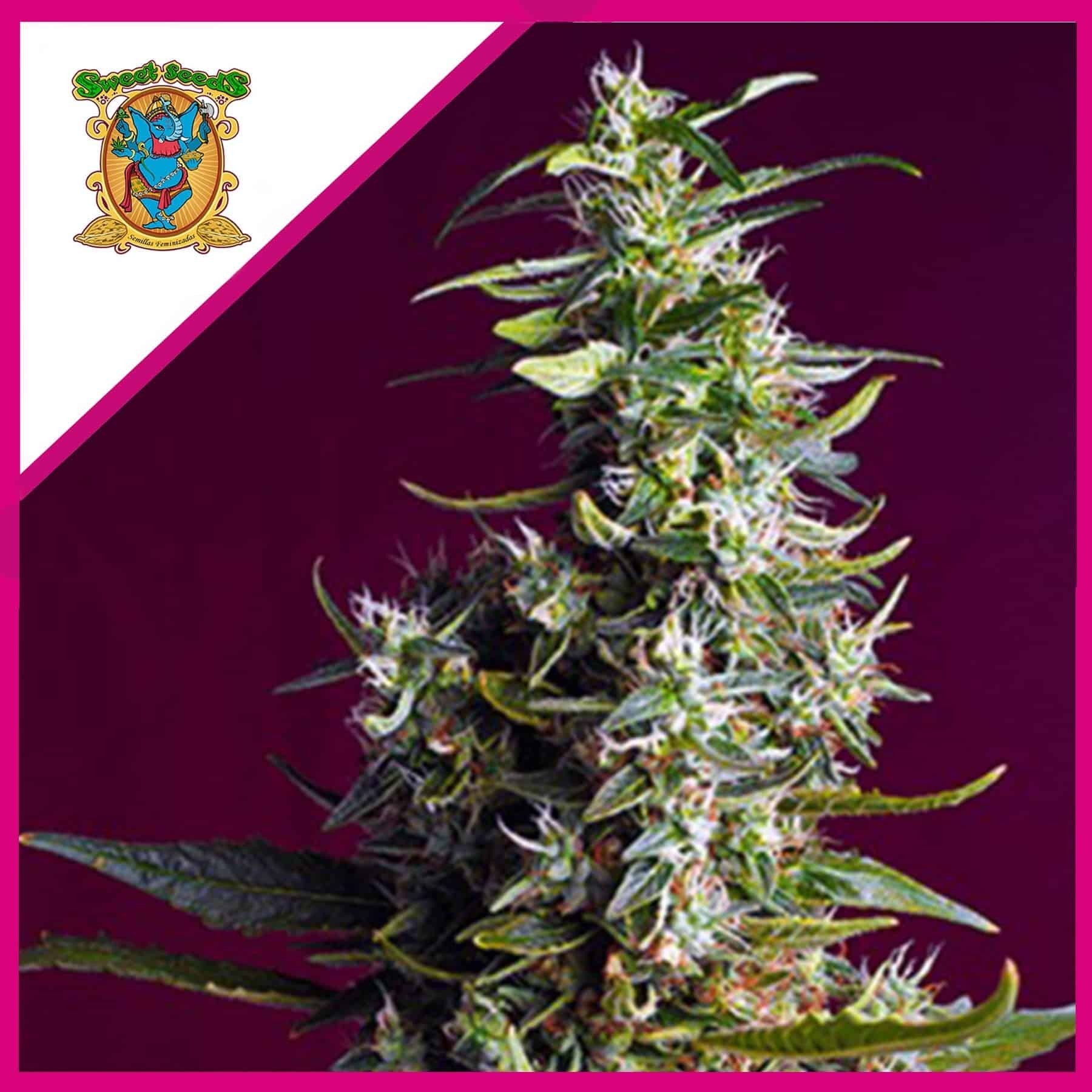 Sweet Cherry Pie Fem X5+2 - Sweet Seeds