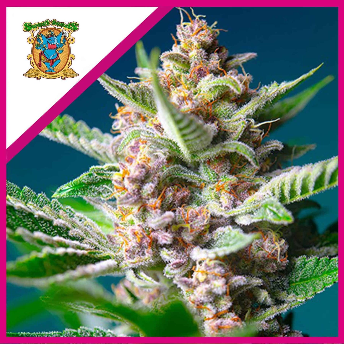 Purple Punch OG Fem X3+1 - Sweet Seeds