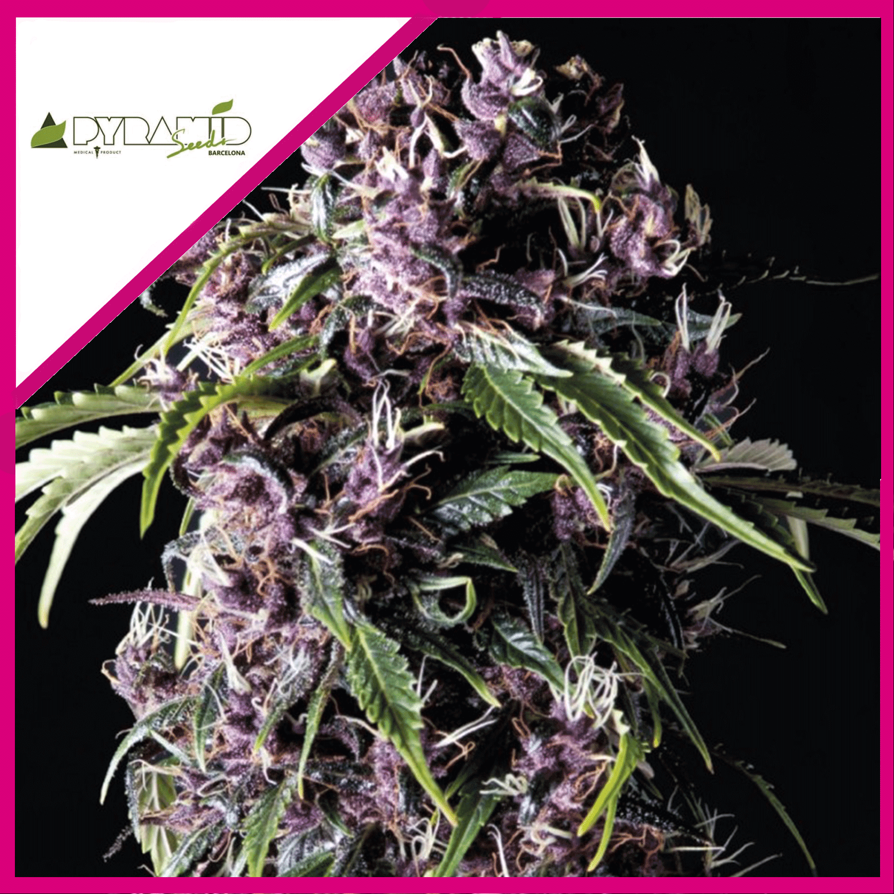 Purple Fem X3+1 - Pyramid Seeds