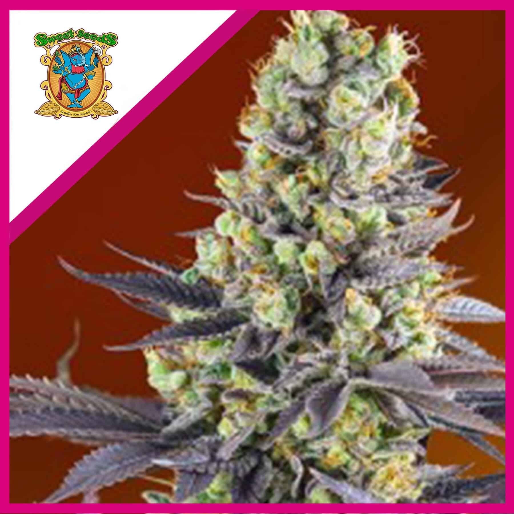 Sweet Zenzation Fem X3+1 - Sweet Seeds