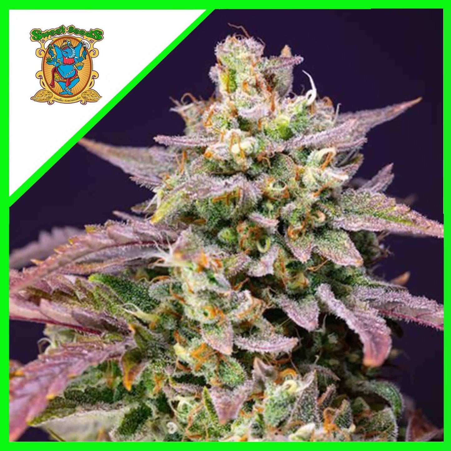 Purple Punch OG Xl Auto X5+2 - Sweet Seeds