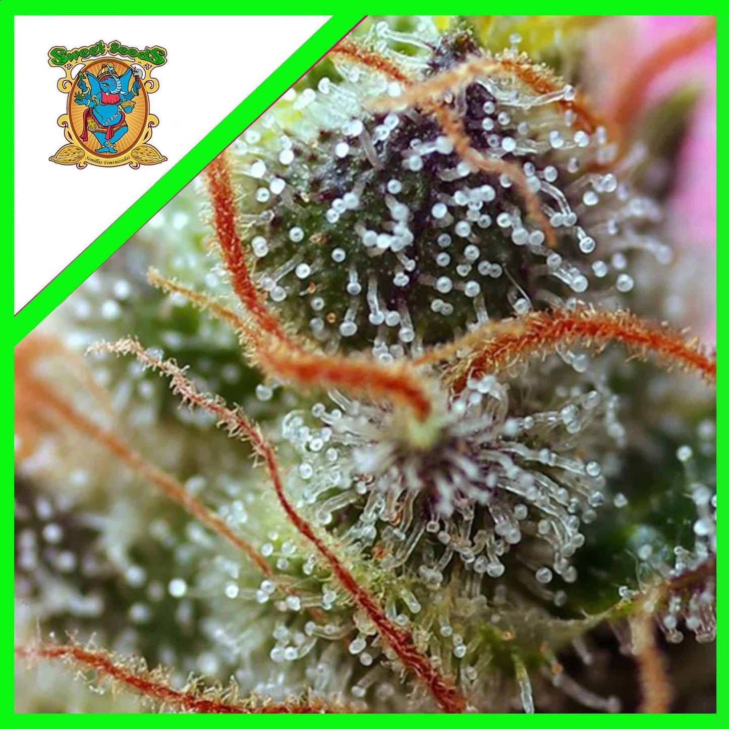 Sweet Mimosa Xl Auto X5+2 - Sweet Seeds