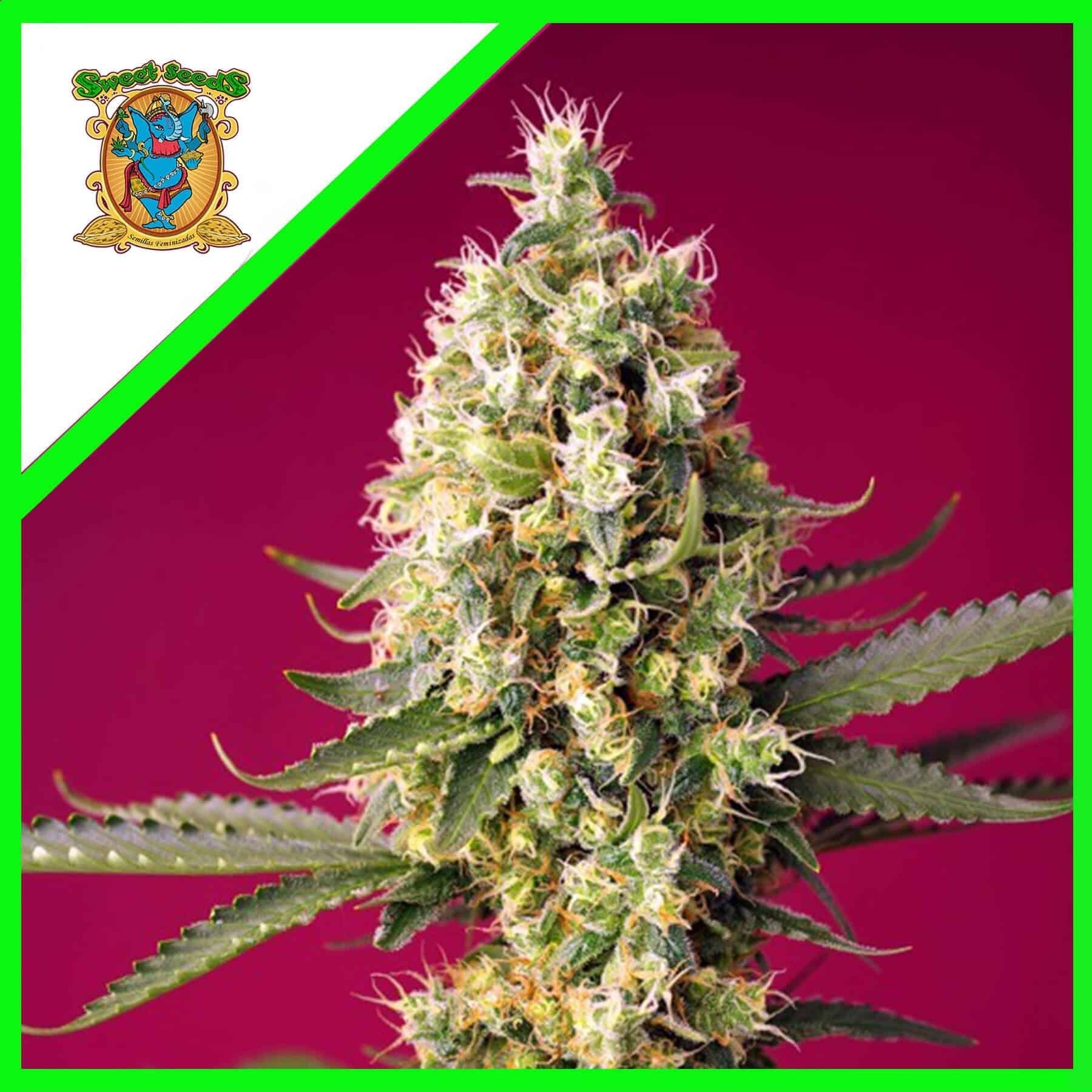 Skywalker OG Runtz Xl Auto X3+1 - Sweet Seeds
