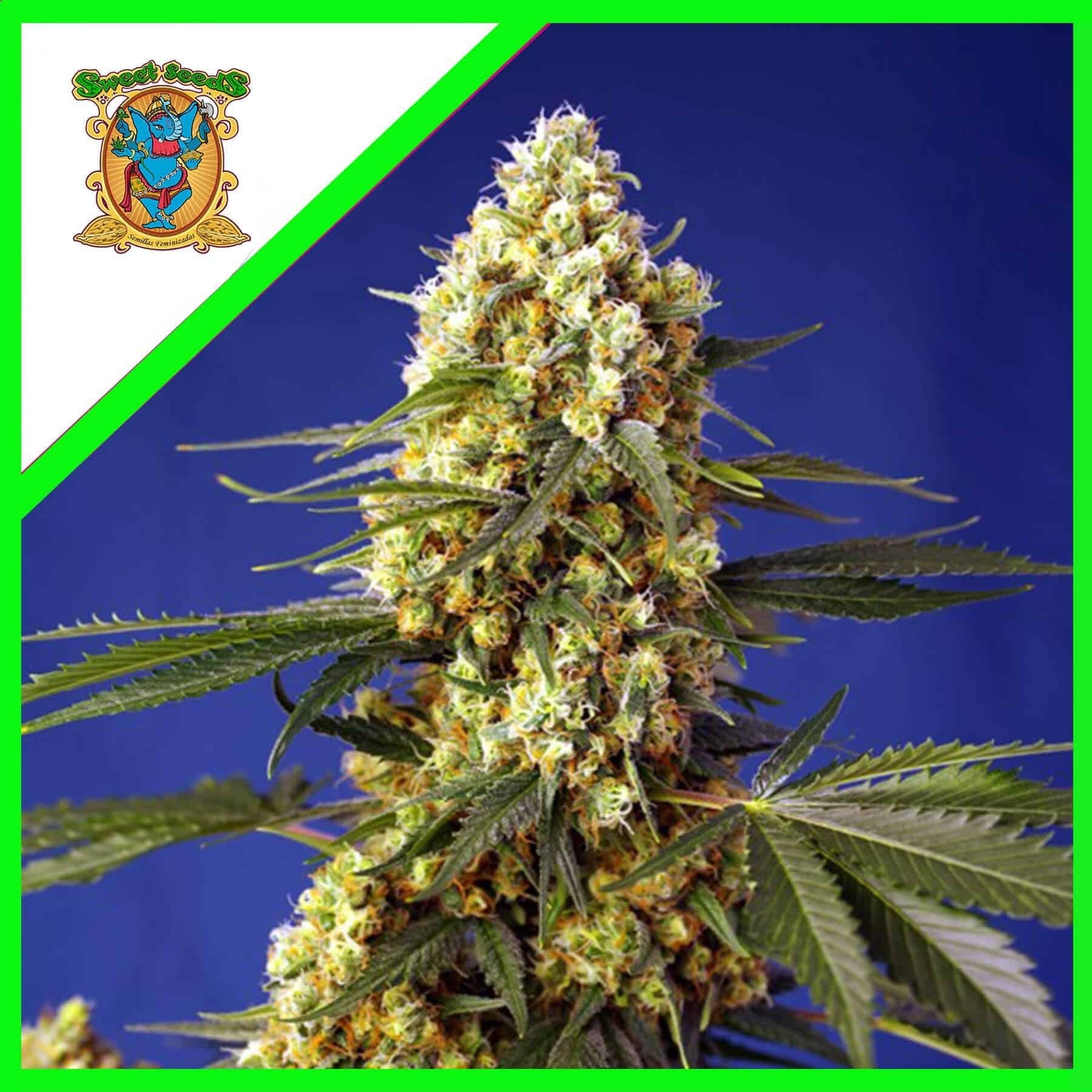 Strawberry Banana Gelato Xl Auto X5+2 - Sweet Seeds