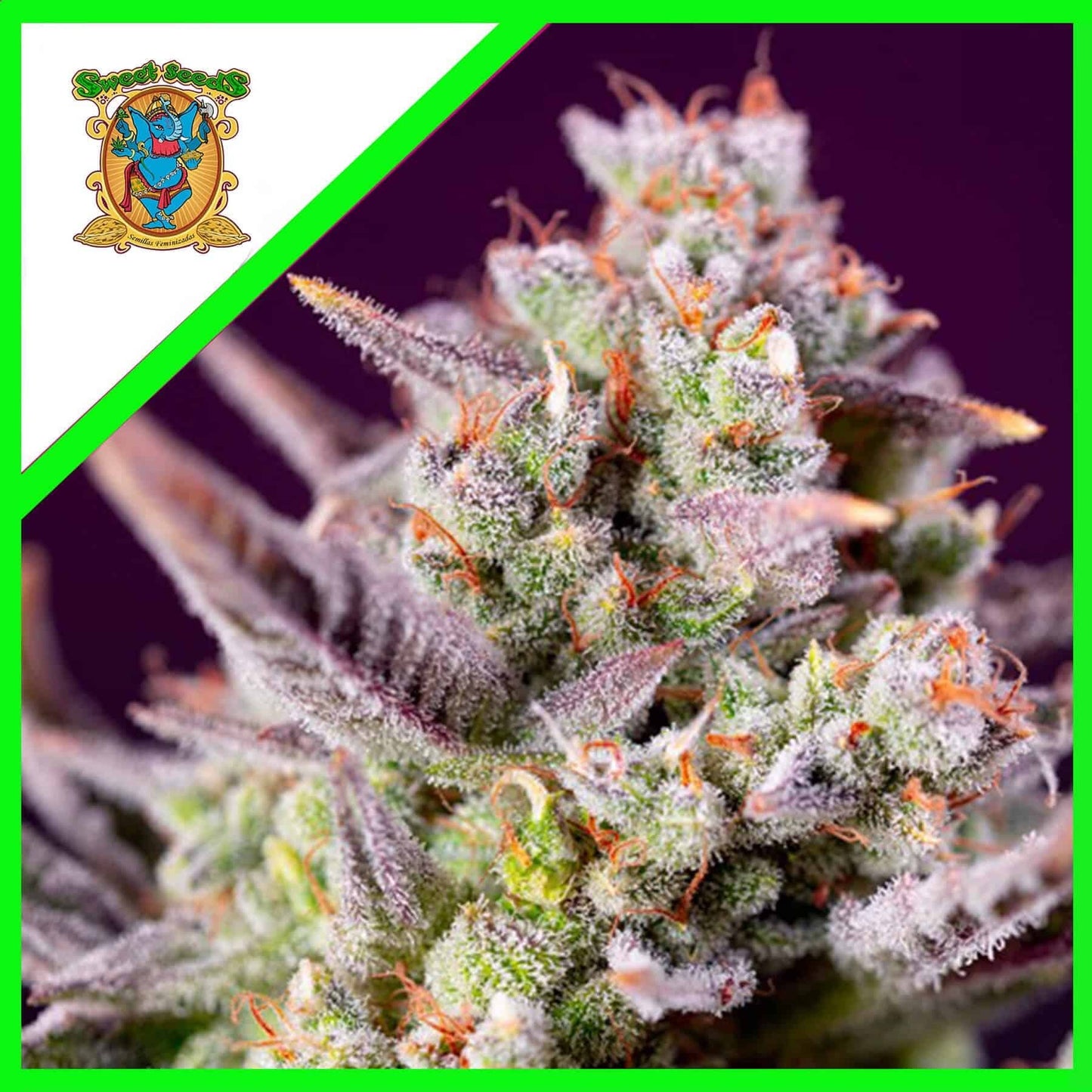 Sweet Zenzation Xl Auto X3+1 - Sweet Seeds