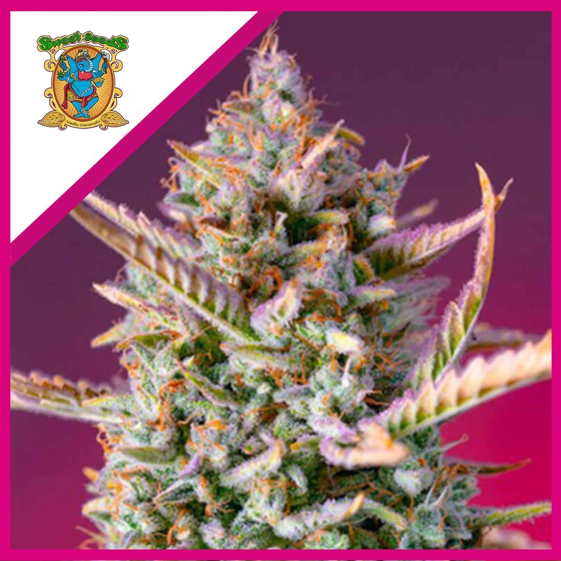 Gorilla Sherbet F1 Fem X3+1 - Sweet Seeds