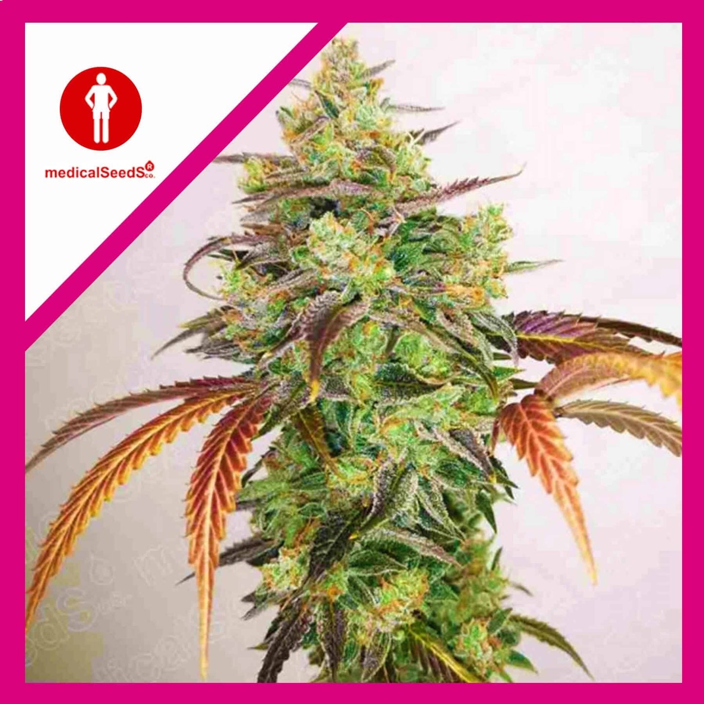 Y Griega CBD 2.0 Fem X3+2 - Medical Seeds