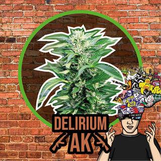 Delirium Ak Auto X1 - Delirium Seeds