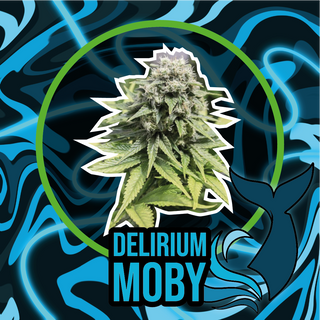 Delirium Moby Fast Version X1 - Delirium Seeds