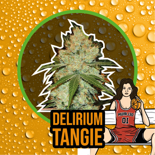 Delirium Tangi Fem X2 - Delirium Seeds